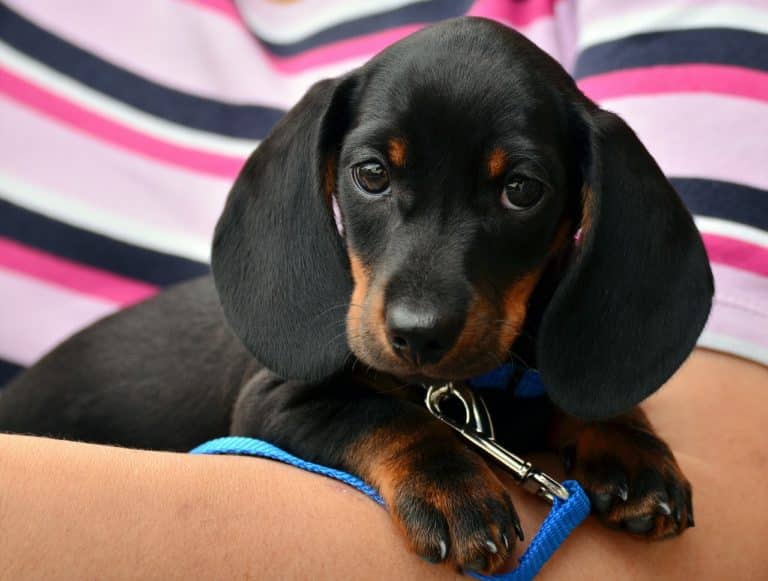 La technologie mobile pour le bien-être de votre chien